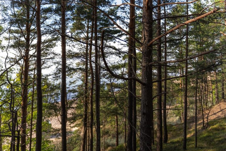 The Art of Budget-Friendly Adventure: How to Explore the Great Outdoors Without Breaking the Bank